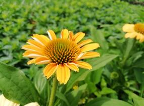 Třapatkovka nachová 'Tweety' - Echinacea purpurea 'Tweety'