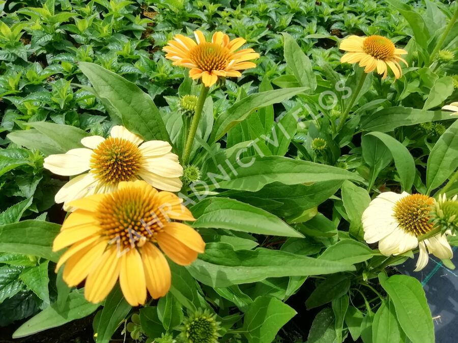 Třapatkovka nachová 'Tweety' - Echinacea purpurea 'Tweety'