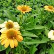 Třapatkovka nachová 'Tweety' - Echinacea purpurea 'Tweety'