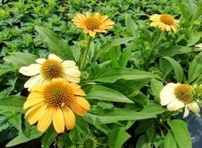 Třapatkovka nachová 'Tweety' - Echinacea purpurea 'Tweety'