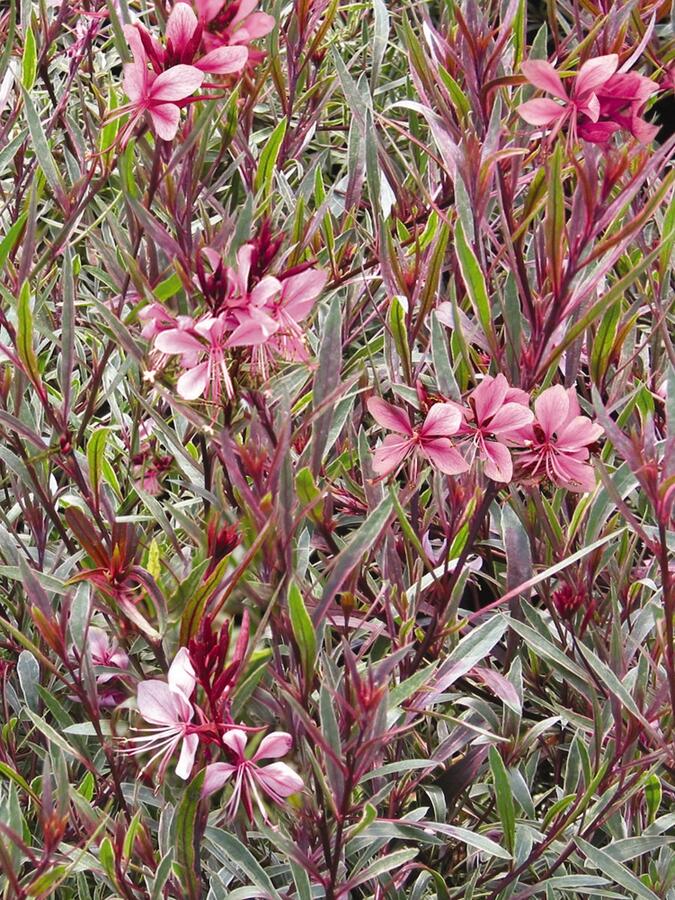 Svíčkovec 'Passionate Rainbow' - Gaura lindheimeri 'Passionate Rainbow'