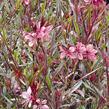 Svíčkovec 'Passionate Rainbow' - Gaura lindheimeri 'Passionate Rainbow'