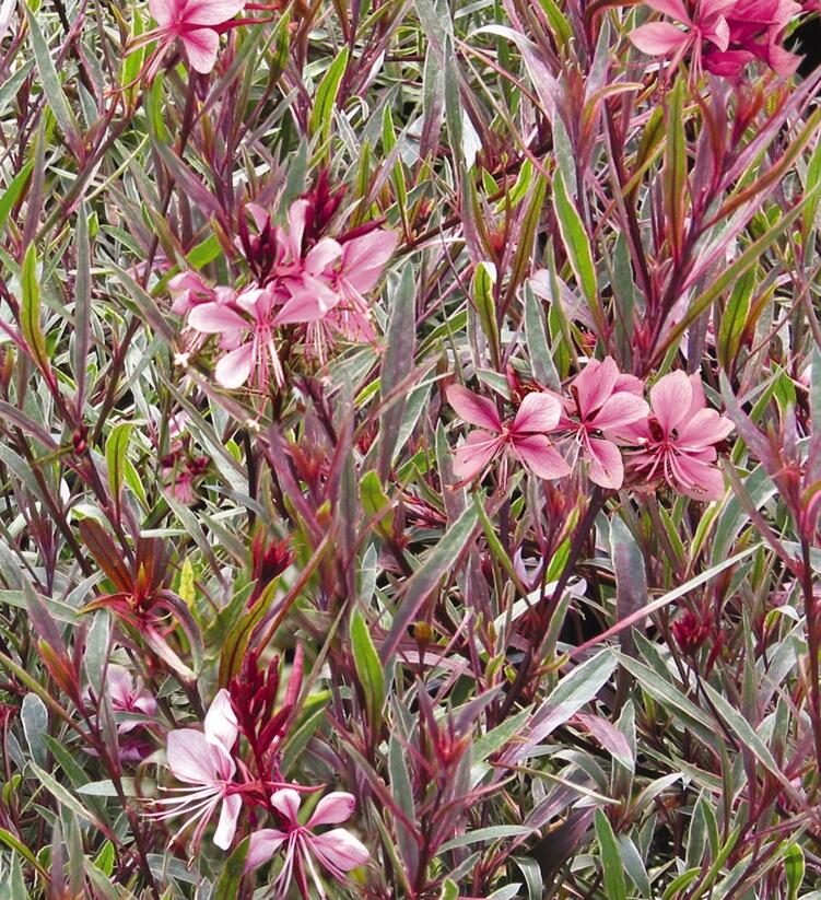 Svíčkovec 'Passionate Rainbow' - Gaura lindheimeri 'Passionate Rainbow'