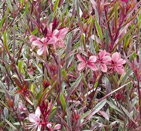 Svíčkovec 'Passionate Rainbow' - Gaura lindheimeri 'Passionate Rainbow'