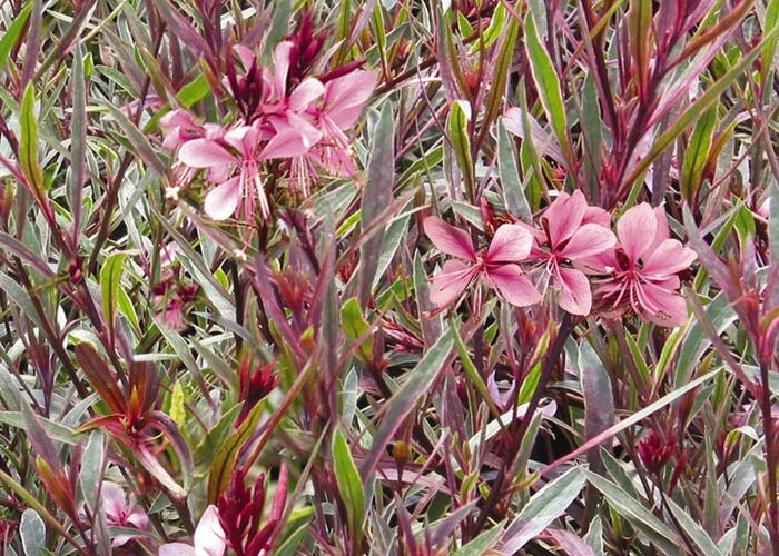 Svíčkovec 'Passionate Rainbow' - Gaura lindheimeri 'Passionate Rainbow'
