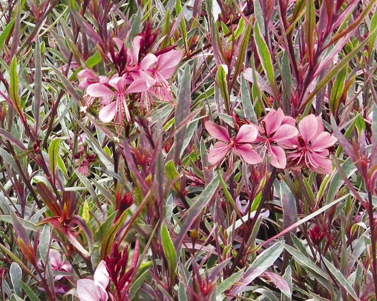 Svíčkovec 'Passionate Rainbow' - Gaura lindheimeri 'Passionate Rainbow'