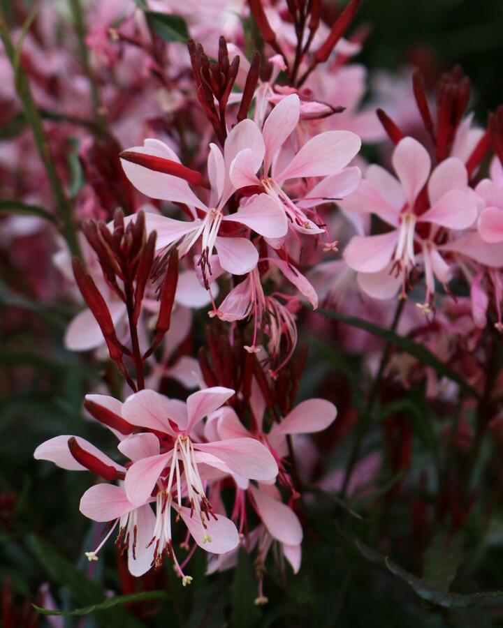 Svíčkovec 'Graceful Light Pink' - Gaura lindheimeri 'Graceful Light Pink'