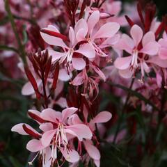 Svíčkovec 'Graceful Light Pink' - Gaura lindheimeri 'Graceful Light Pink'