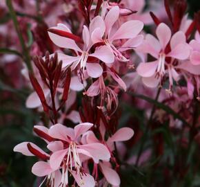 Svíčkovec 'Graceful Light Pink' - Gaura lindheimeri 'Graceful Light Pink'