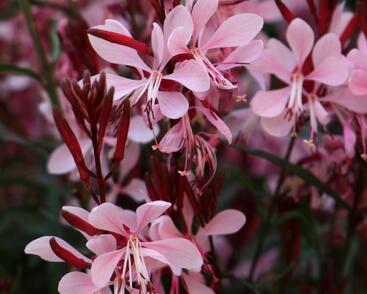 Svíčkovec 'Graceful Light Pink'