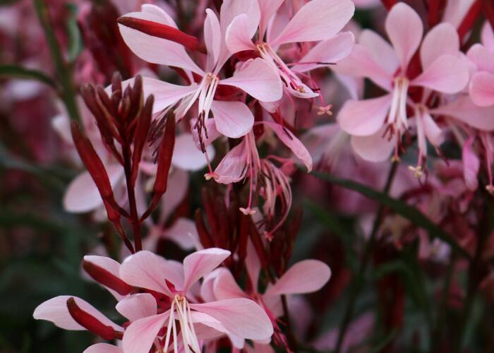 Svíčkovec 'Graceful Light Pink' - Gaura lindheimeri 'Graceful Light Pink'