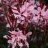 svickovec-graceful-light-pink.jpg
