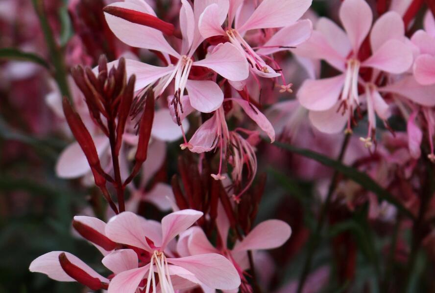 Svíčkovec 'Graceful Light Pink' - Gaura lindheimeri 'Graceful Light Pink'