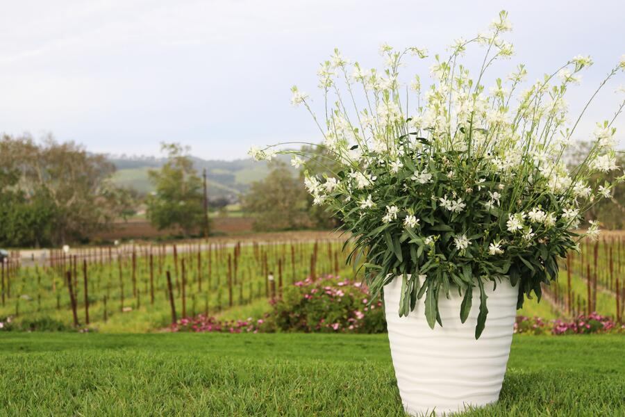 Svíčkovec 'Graceful White' - Gaura lindheimeri 'Graceful White'