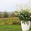 Svíčkovec 'Graceful White' - Gaura lindheimeri 'Graceful White'