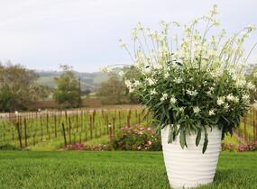 Svíčkovec 'Graceful White' - Gaura lindheimeri 'Graceful White'