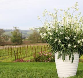 Svíčkovec 'Graceful White' - Gaura lindheimeri 'Graceful White'