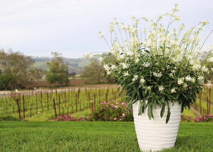 Svíčkovec 'Graceful White' - Gaura lindheimeri 'Graceful White'