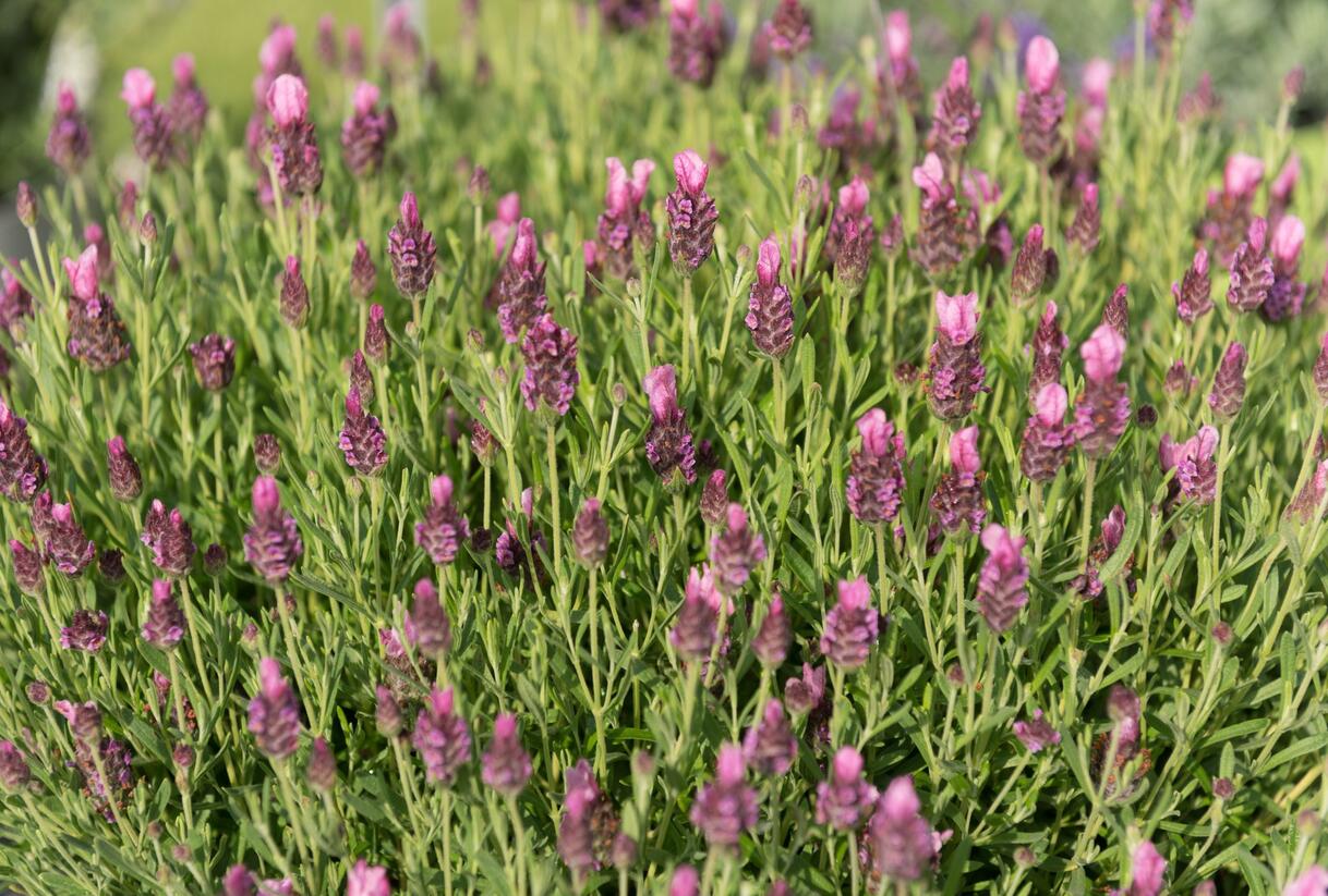 Levandule korunkatá 'Papillon Rose' - Lavandula stoechas 'Papillon Rose'