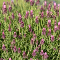 Levandule korunkatá 'Papillon Rose' - Lavandula stoechas 'Papillon Rose'