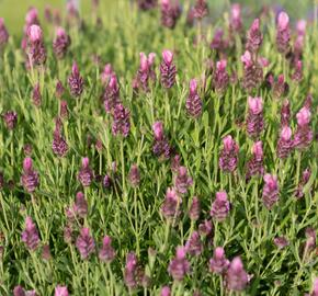 Levandule korunkatá 'Papillon Rose' - Lavandula stoechas 'Papillon Rose'