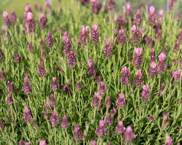 Levandule korunkatá 'Papillon Rose'