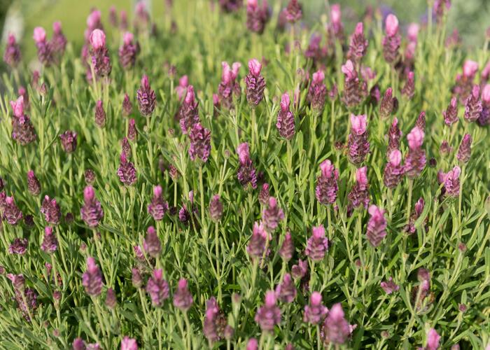 Levandule korunkatá 'Papillon Rose' - Lavandula stoechas 'Papillon Rose'