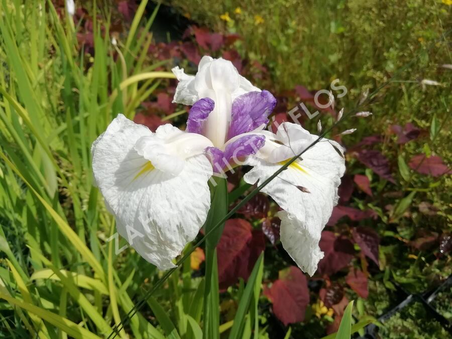 Kosatec mečovitý 'Queens Tiara' - Iris ensata 'Queens Tiara'