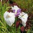 Kosatec mečovitý 'Queens Tiara' - Iris ensata 'Queens Tiara'