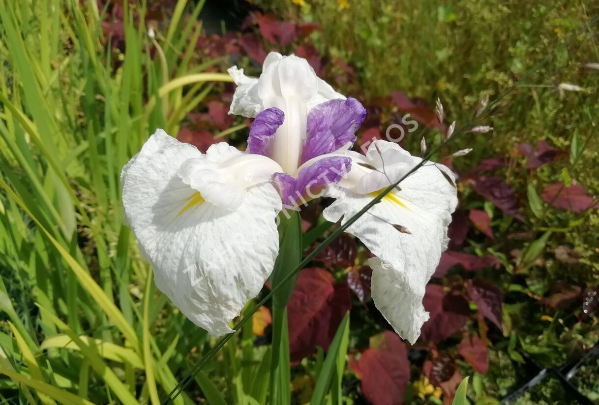 Kosatec mečovitý 'Queens Tiara' - Iris ensata 'Queens Tiara'