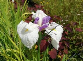 Kosatec mečovitý 'Queens Tiara' - Iris ensata 'Queens Tiara'