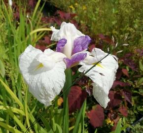 Kosatec mečovitý 'Queens Tiara' - Iris ensata 'Queens Tiara'