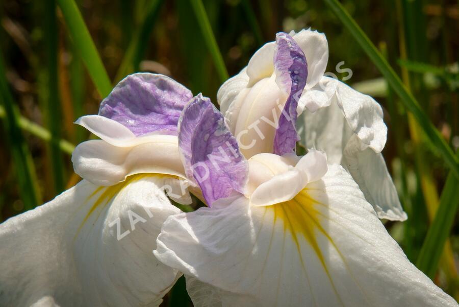 Kosatec mečovitý 'Queens Tiara' - Iris ensata 'Queens Tiara'
