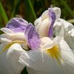 Kosatec mečovitý 'Queens Tiara' - Iris ensata 'Queens Tiara'