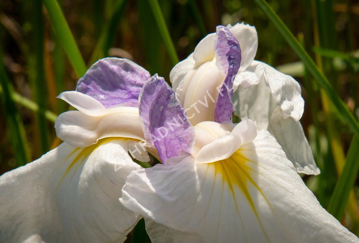 Kosatec mečovitý 'Queens Tiara' - Iris ensata 'Queens Tiara'