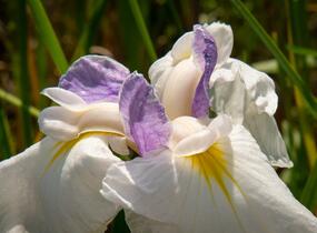 Kosatec mečovitý 'Queens Tiara' - Iris ensata 'Queens Tiara'
