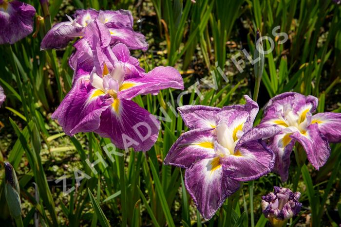 Kosatec mečovitý 'Queens Tiara' - Iris ensata 'Queens Tiara'