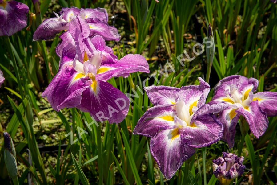Kosatec mečovitý 'Queens Tiara' - Iris ensata 'Queens Tiara'