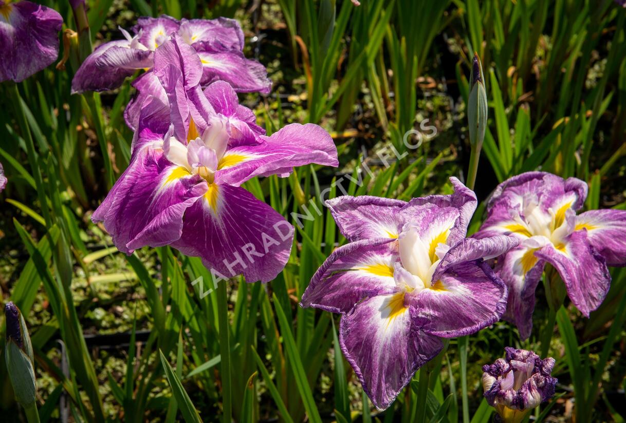 Kosatec mečovitý 'Queens Tiara' - Iris ensata 'Queens Tiara'
