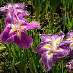 Kosatec mečovitý 'Queens Tiara' - Iris ensata 'Queens Tiara'