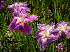 Kosatec mečovitý 'Queens Tiara' - Iris ensata 'Queens Tiara'