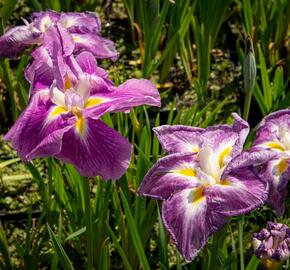 Kosatec mečovitý 'Queens Tiara' - Iris ensata 'Queens Tiara'