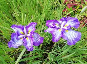 Kosatec mečovitý 'Wave Action' - Iris ensata 'Wave Action'
