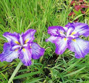 Kosatec mečovitý 'Wave Action' - Iris ensata 'Wave Action'