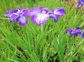 Kosatec mečovitý 'Wave Action' - Iris ensata 'Wave Action'