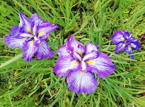 Kosatec mečovitý 'Wave Action' - Iris ensata 'Wave Action'