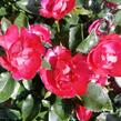 Růže mini Meilland 'Zepeti' ('Meibenbino') - Rosa MI 'Zepeti' ('Meibenbino')