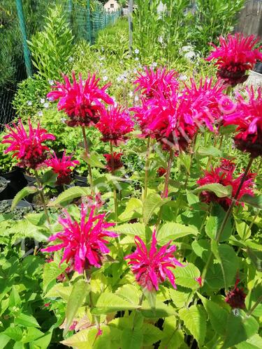 Zavinutka podvojná 'Knight Rose' - Monarda didyma 'Knight Rose'