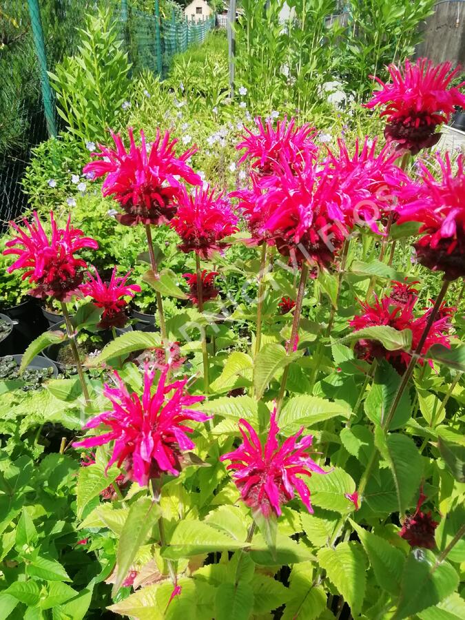 Zavinutka podvojná 'Knight Rose' - Monarda didyma 'Knight Rose'