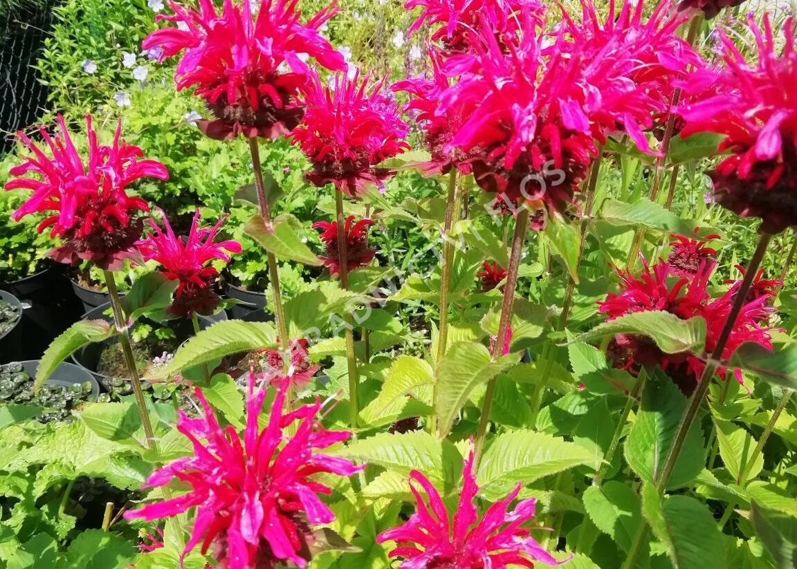 Zavinutka podvojná 'Knight Rose' - Monarda didyma 'Knight Rose'